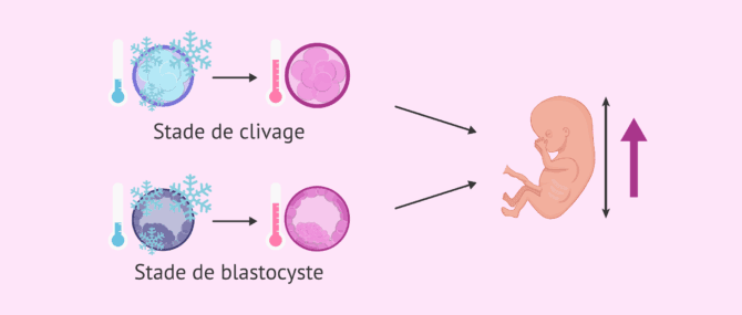 Imagen: Le stade de l'embryon influence-t-il la croissance fœtale?