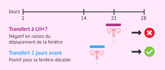 Imagen: Fenêtre d'implantation et transfert d'embryon décalés
