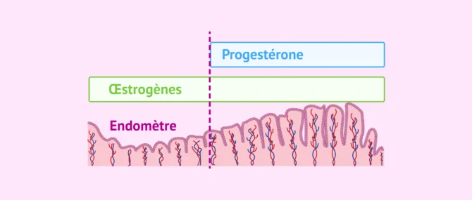 Imagen: Qu'est-ce que la réceptivité de l'endomètre?
