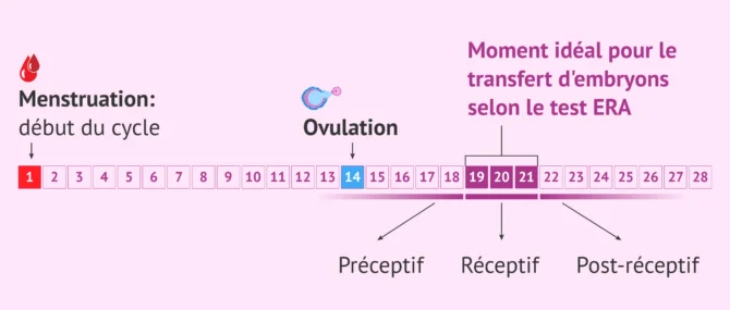 Imagen: Quand les embryons sont-ils transférés selon le test ERA?