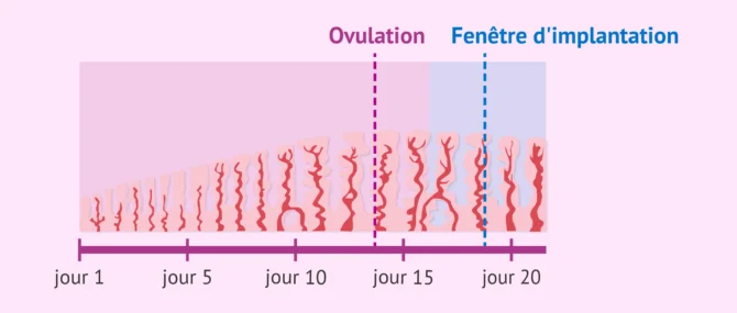 Imagen: Quelles informations la fenêtre de mise en œuvre fournit-elle?