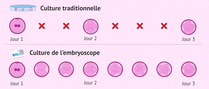 Imagen: Culture sur embryon et culture traditionnelle
