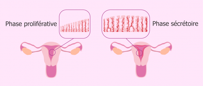 L'endomètre: définition et épaisseur au cours du cycle menstruel