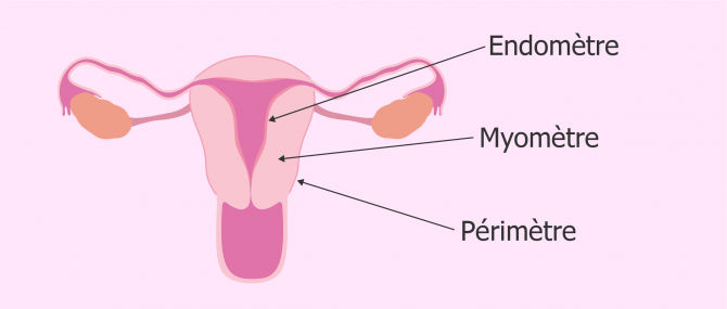 Morphologie de l'utérus