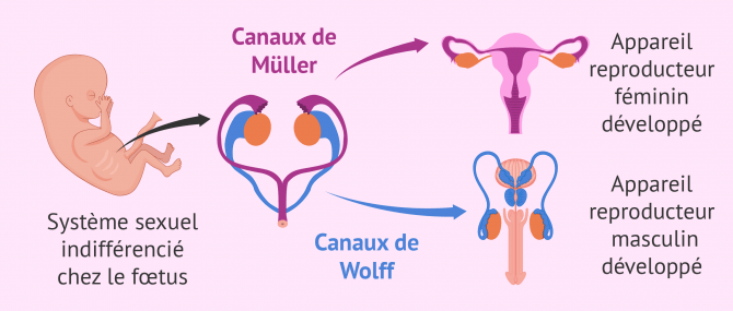 Différenciation sexuelle du fœtus