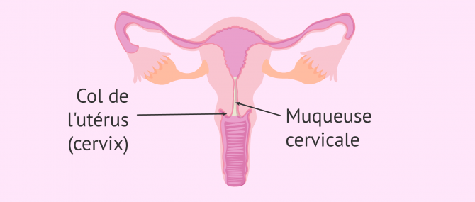Le cervix