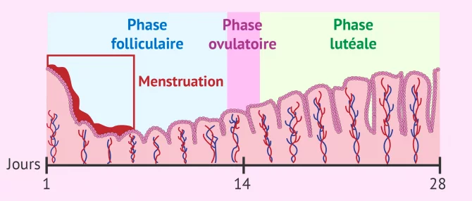 Quelles sont les phases du cycle menstruel chez la femme?