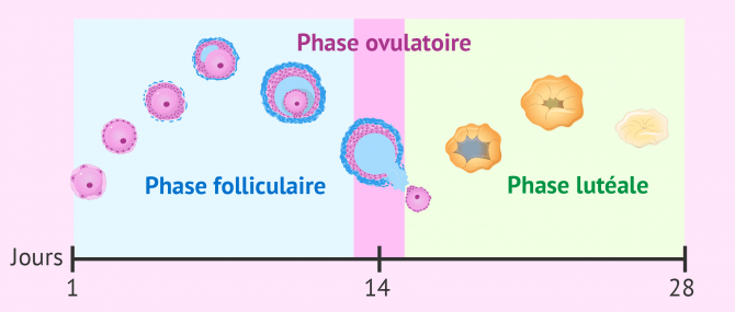 Développement folliculaire pendant le cycle menstruel