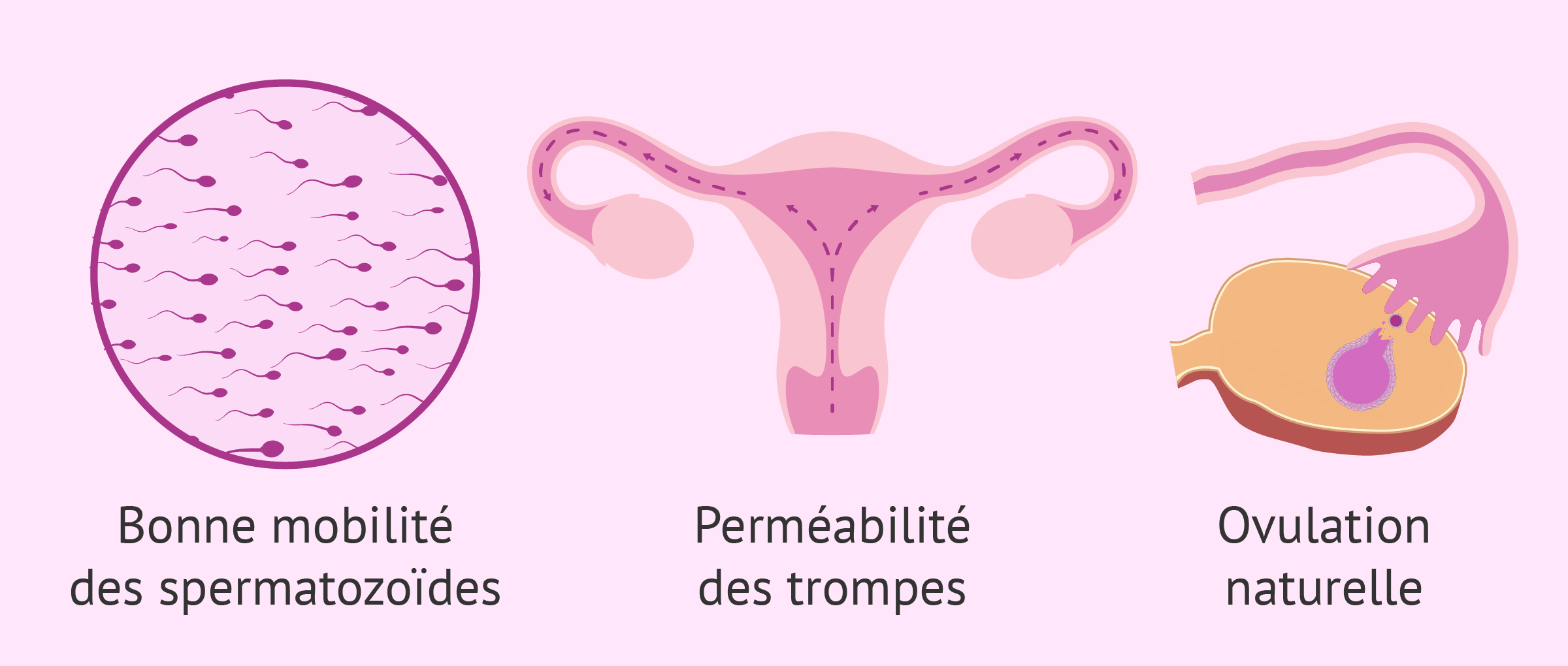 Imagen: Conditions requises insémination artificielle