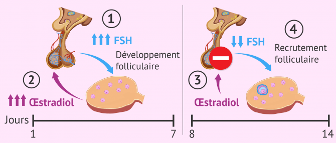 Phase folliculaire du cycle menstruel