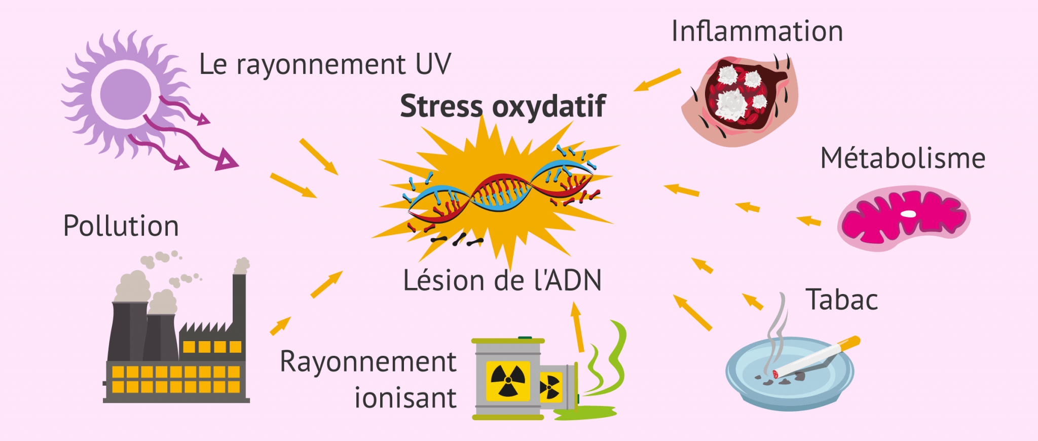 Comprendre Le Stress Oxydatif Causes, Symptômes Et Prévention MIBTR — free download