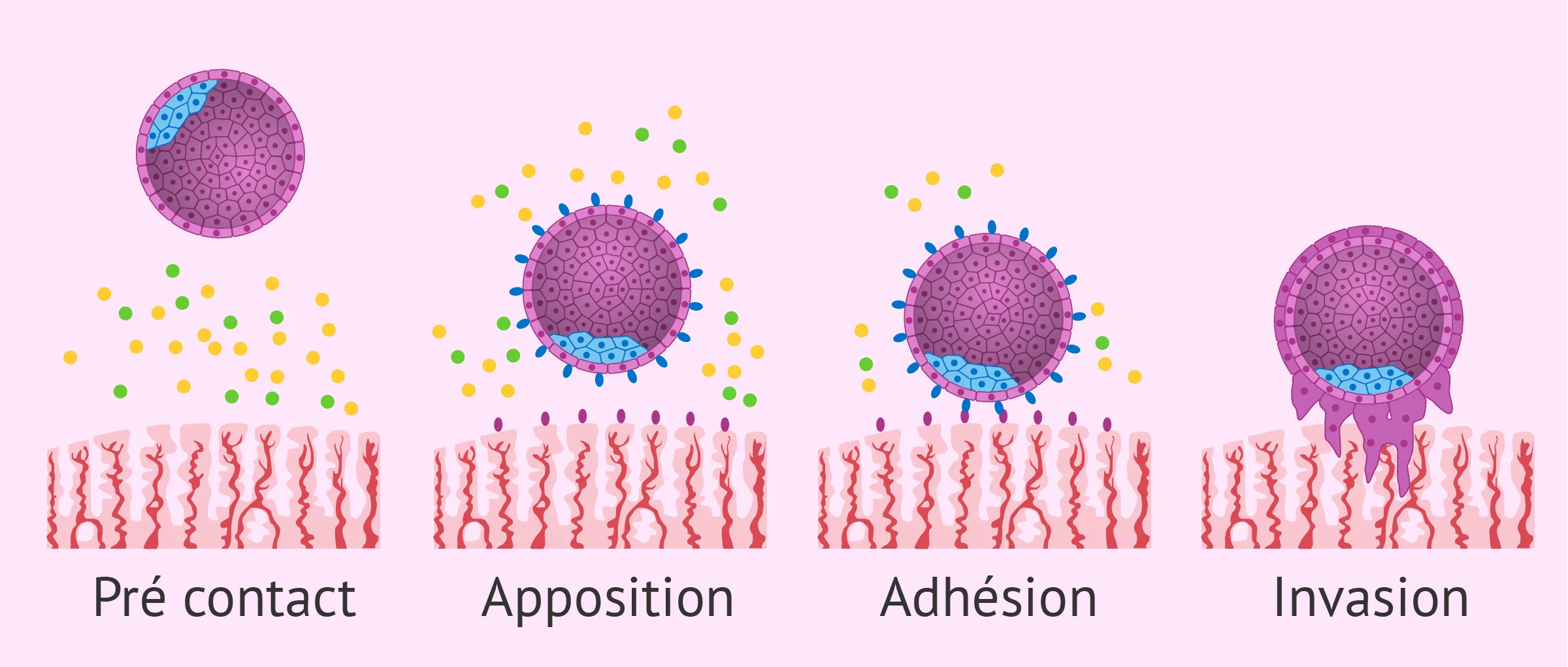 Implantation embryonnaire