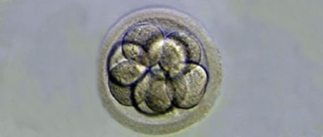 Embryon degré I