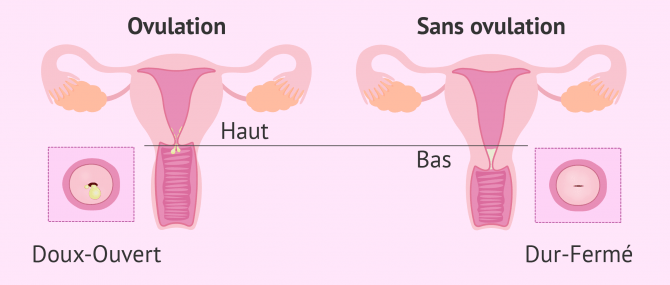 Changements du col de l'utérus pendant le cycle menstruel