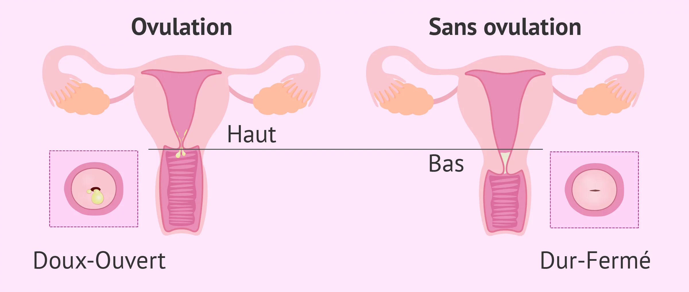 Changements du col de l'utérus pendant le cycle menstruel — free download
