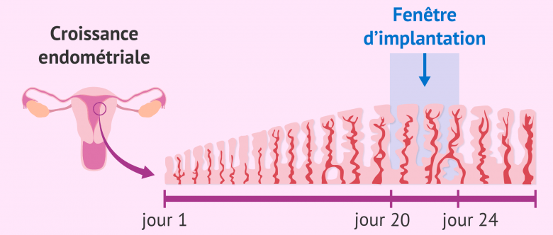 Quand a lieu la nidation après un transfert embryonnaire?