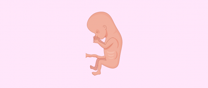 Troisième mois de grossesse