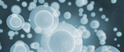 Ovocytes de meilleure qualité