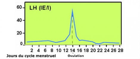 Propriétés de la gonadotrophine LH