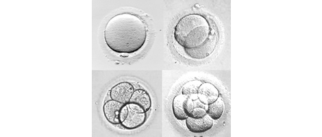 Relation entre la morphologie de l'ovocyte et le développement embryonnaire