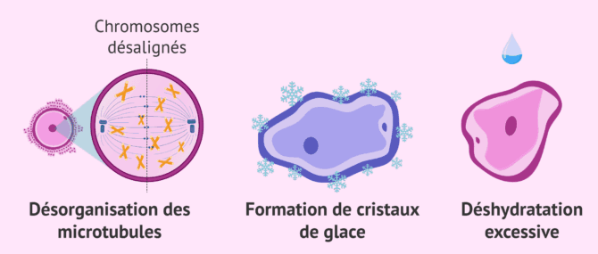 Imagen: Ovocytes congelés