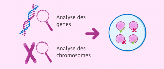 Imagen: Information génétique (ADN): chromosomes et gènes
