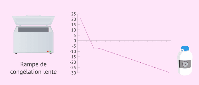 Imagen: Congélation lente des ovocytes