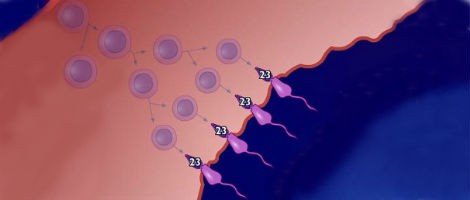 Processus de la spermatogenèse