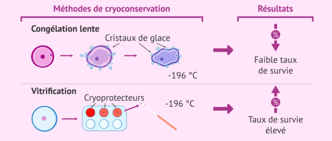 Imagen: Ovocytes vitrifiés