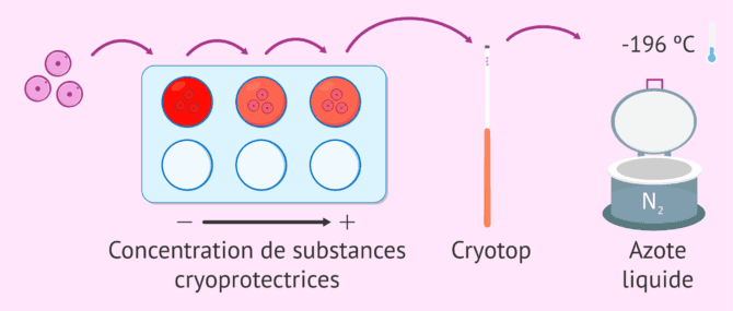 Imagen: Vitrification des ovocytes