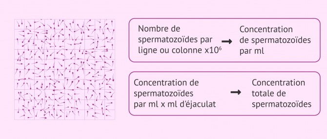 Quel est le nombre de spermatozoïdes nécessaire pour tomber enceinte?