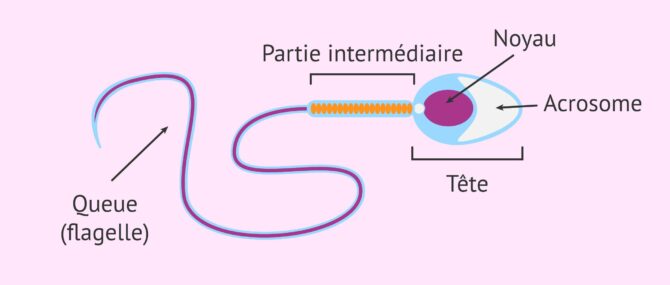 Imagen: Forme du spermatozoïde. Critères d'évaluation