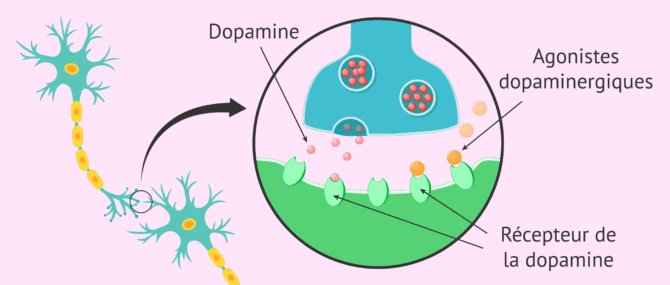 Imagen: Traitement de l'hyperprolactinémie par agonistes dopaminergiques