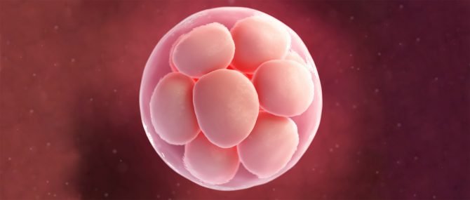 Implantation de l'embryon