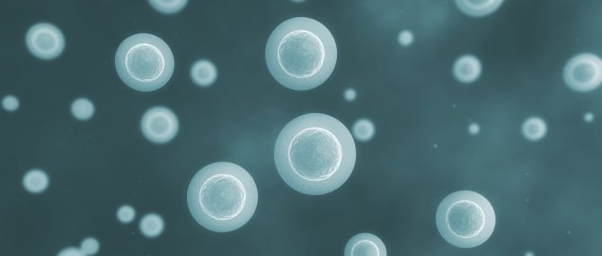Ovocytes de donneuse