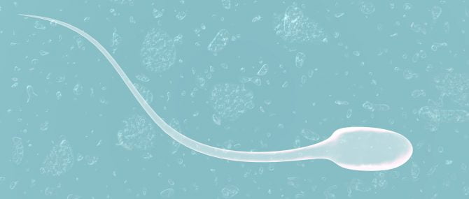 Sperme de bonne qualité