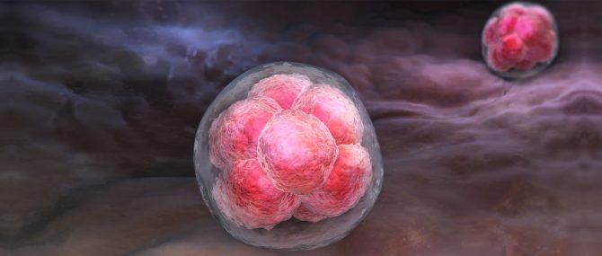 Implantation dans l'endomètre