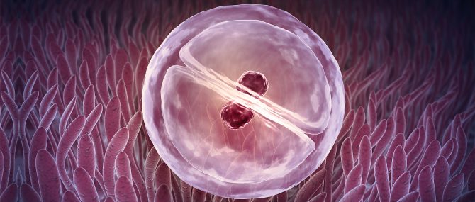 Implantation de l'embryon transféré