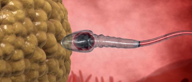 Fusion ovocytes et spermatozoïdes