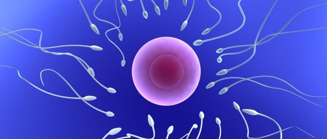 Fécondation in vitro conventionnelle ou ICSI