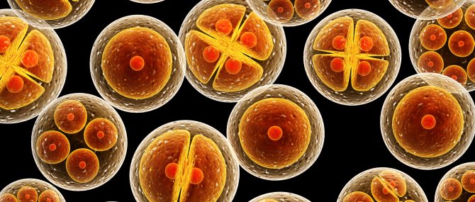 Transfert d'embryons