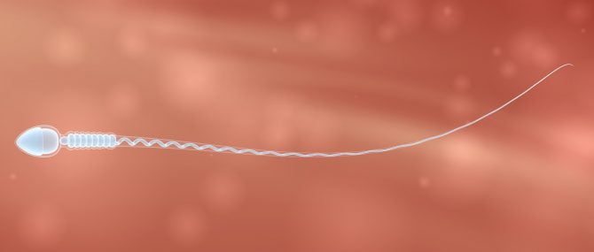Spermatozoïdes de donneur anonyme