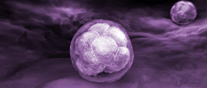 Transférer deux embryons