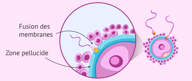 Fusion des membranes de l'ovule et du spermatozoïde