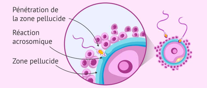 Pénétration de la zone pellucide