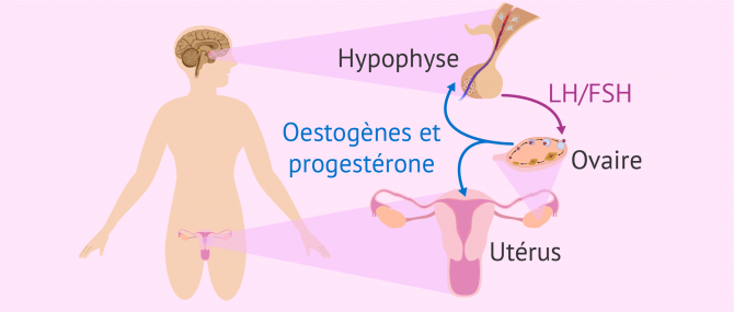 Analyse des hormones féminines