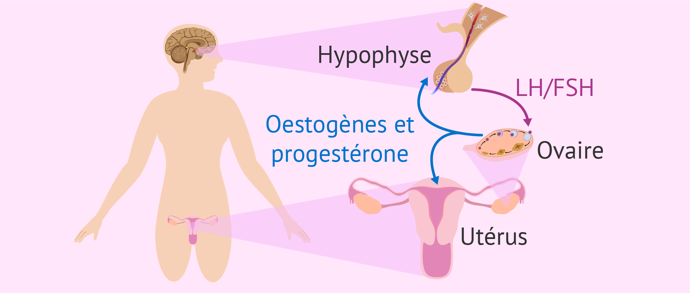 Bilan hormonal de fertilité chez la femme: quel est le taux normal?