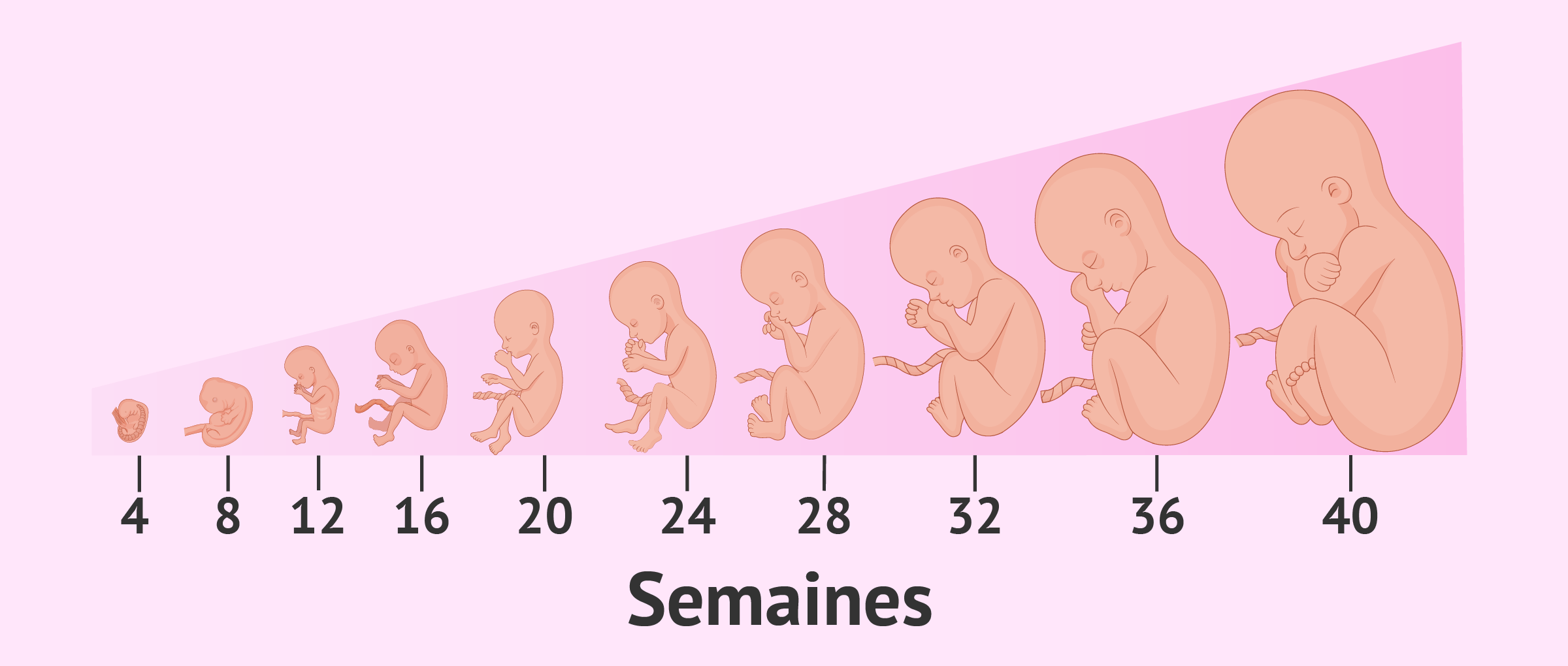 D veloppement Du Foetus D veloppement Du Foetus