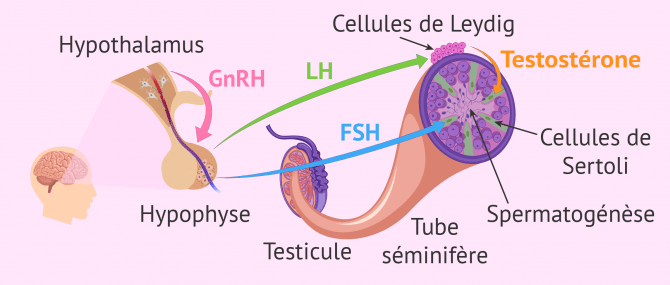 Spermatogénèse bilan hormonal de l'homme