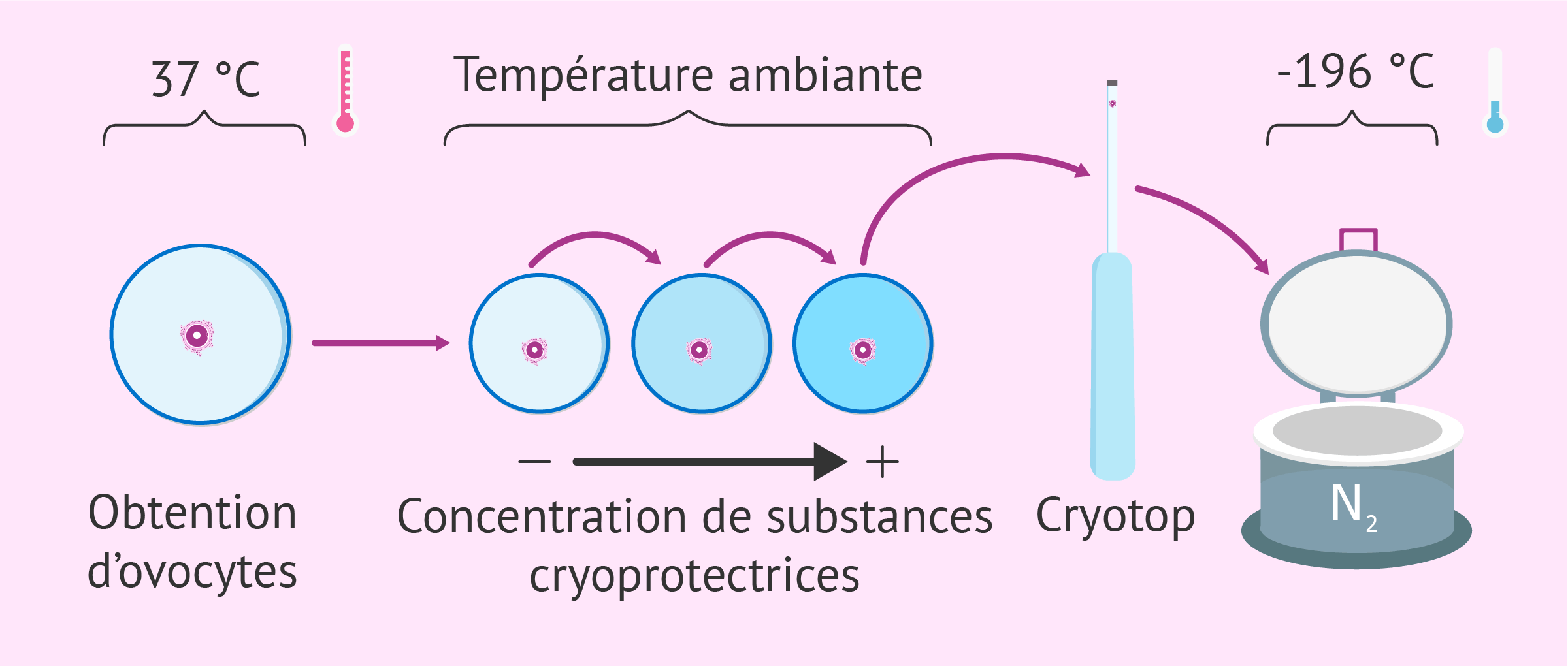 Vitrification des ovocytes